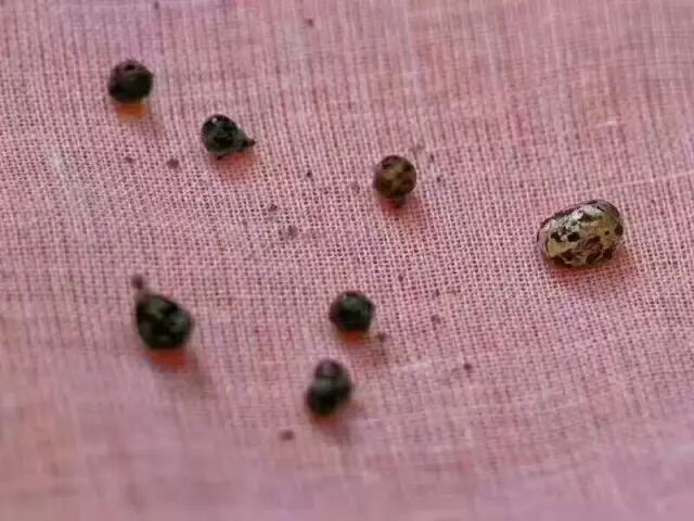 东林寺监院上德下亮法师往生纪实（附捡舍利图片）