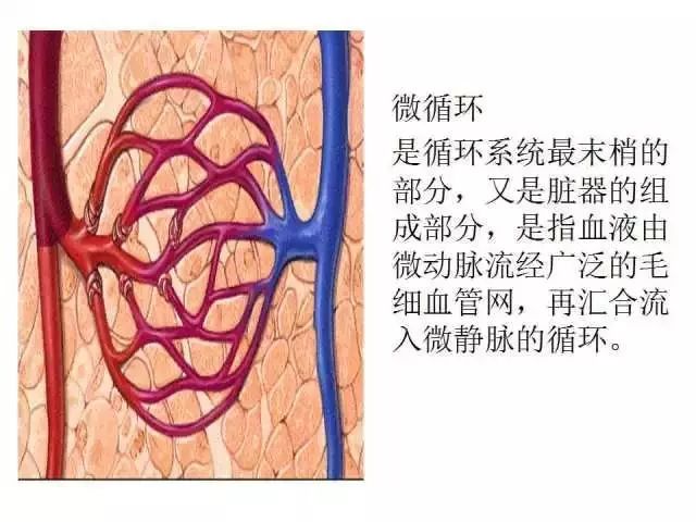 正常情况下,微循环血流量与人体组织,器官代