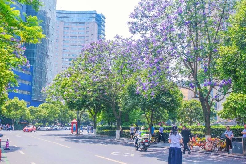 成都最美蓝花楹长廊来了,足足1700米.