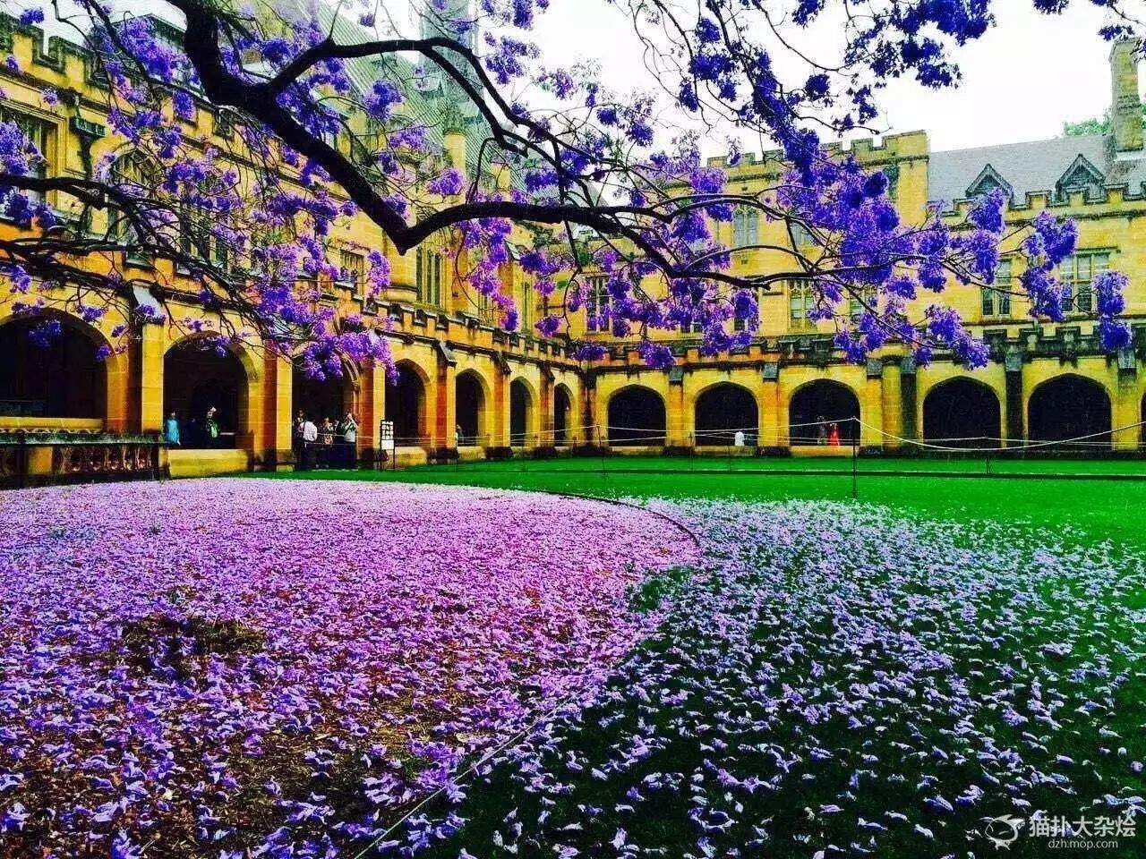 去澳洲悉尼大学看梦幻紫色的地毯 其实,一直被成都人当做晒太阳地的