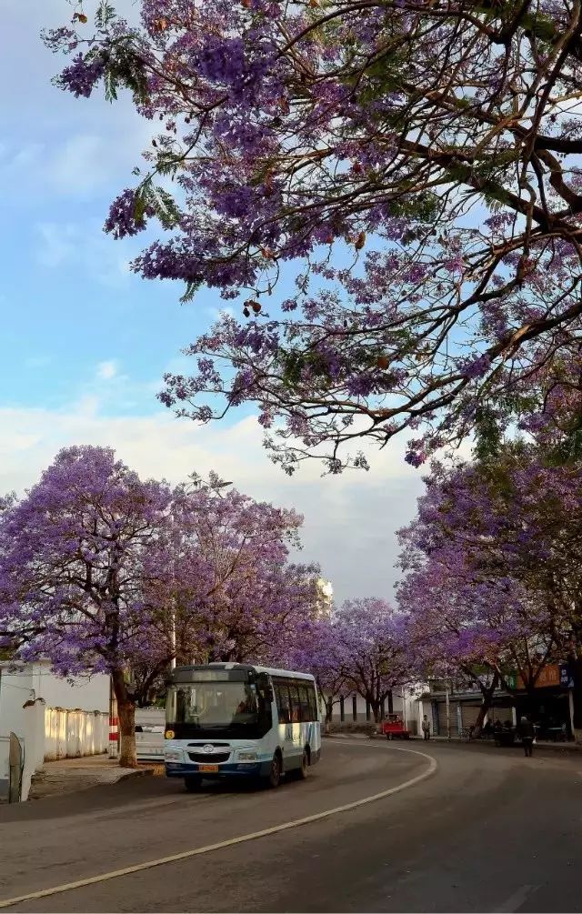 蓝花楹的观景点在航天大道,建昌路,邛海湿地公园.