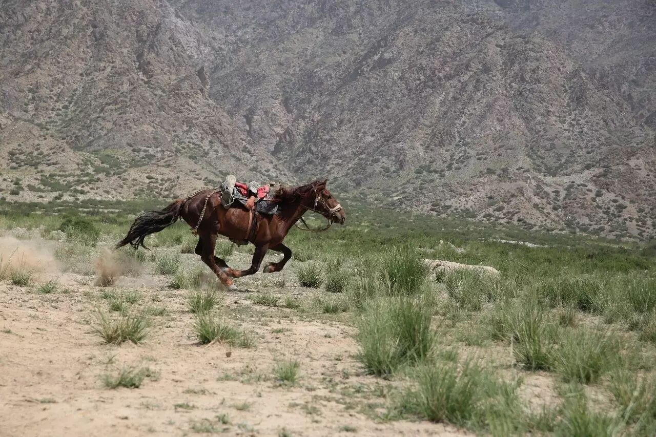 骑兵连的马要求马力足，骑兵在奔驰中可以躲在马身一侧，躲避敌人袭击。