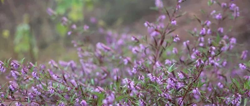 紫色铜草花簇拥盛开 瑞昌铜岭铜矿遗址吸引众多赏花人 瑞昌生活 微信公众号文章阅读 Wemp