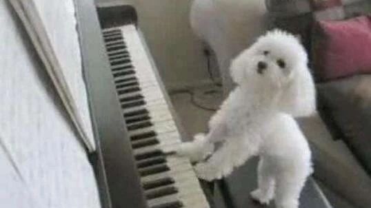 笑话：练了一晚上钢琴，终于学会了……