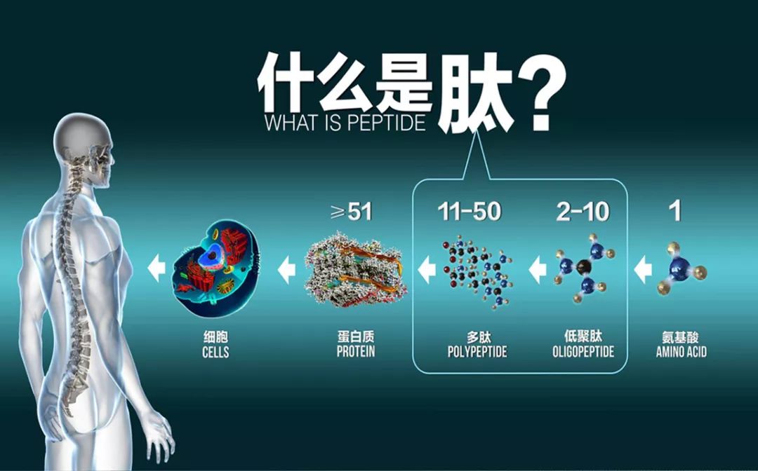 肽是介于大分子蛋白质和小分子氨基酸之间一段最具活性,最易