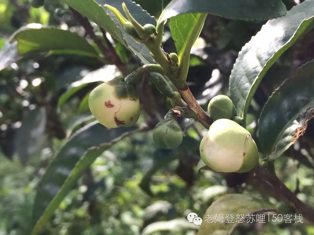 进入秋季之后,茶树开始开茶花结茶果,茶园弥漫着茶花的香味,清香的