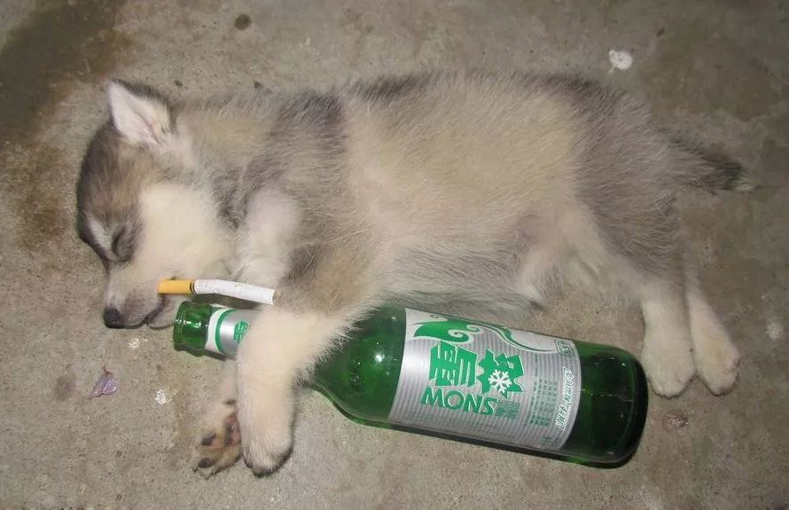 喝酒的搞笑段子集锦,太有才了!
