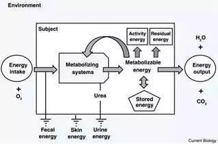 减肥运动有哪些项目_减肥运动操瘦全身_运动减肥