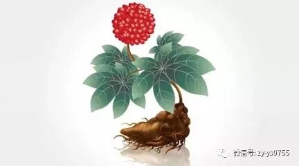 三七是一种非常好的中药，有止血、活血通络、养血生精的作用！