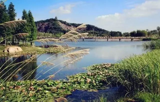 每个季节都秀美如画 春看百花挖竹笋,美丽又美味 佘山 辰山 天马山 小