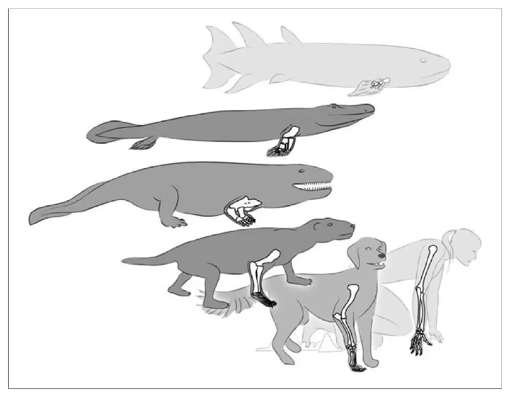 追踪从鱼到人的演化过程中臂骨的变化(引自shubin 2008)