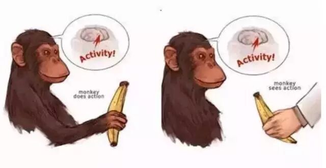 万能的镜像神经元会成为下一个地心说吗？