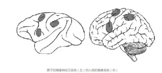 万能的镜像神经元会成为下一个地心说吗？