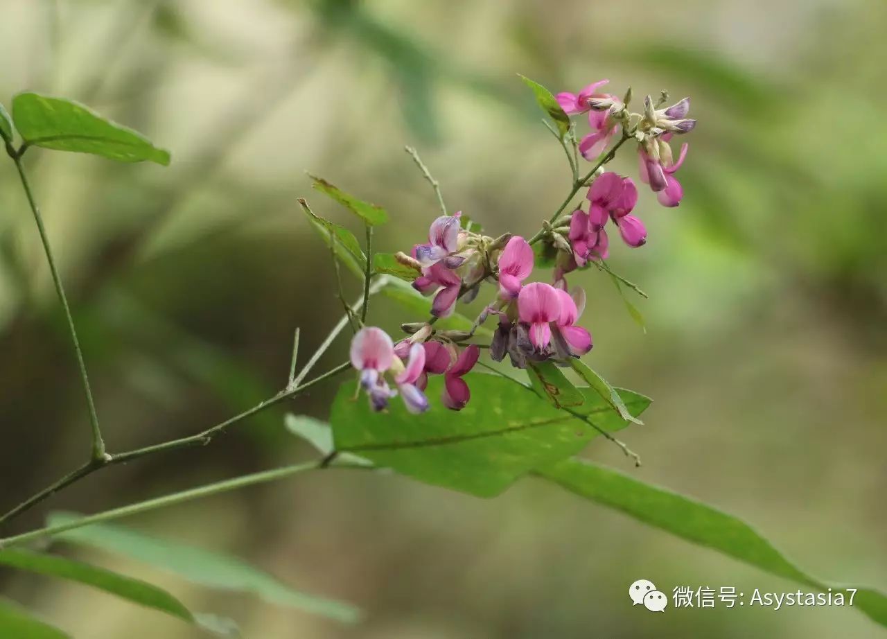 11. 铁马鞭( lespedeza pilosa),豆科胡枝子属
