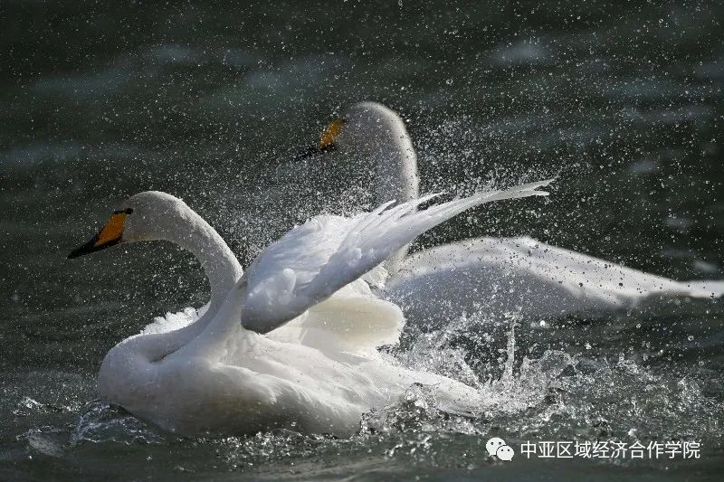 图说中亚候鸟迁徙天鹅恋梨城