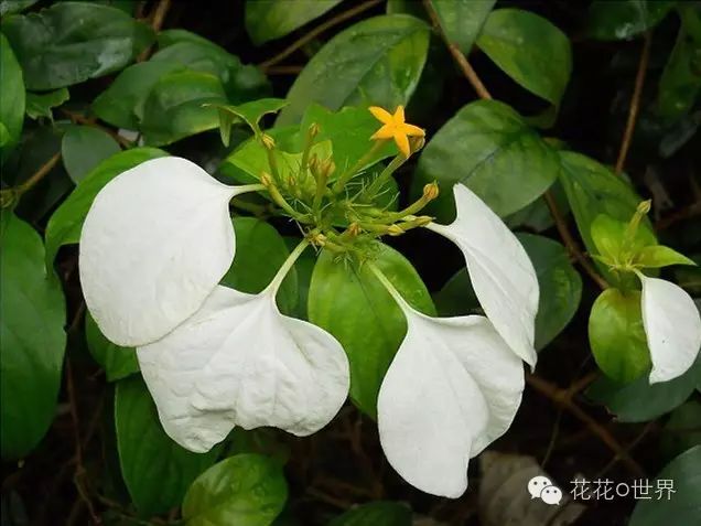 蝴蝶藤 - 玉叶金花