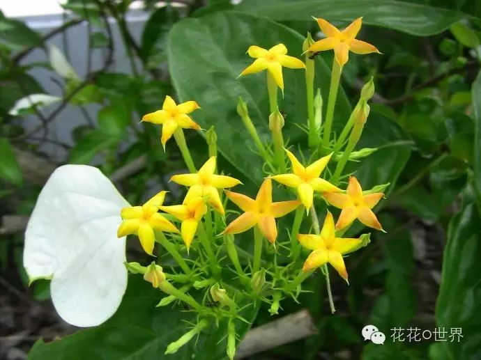 蝴蝶藤 - 玉叶金花