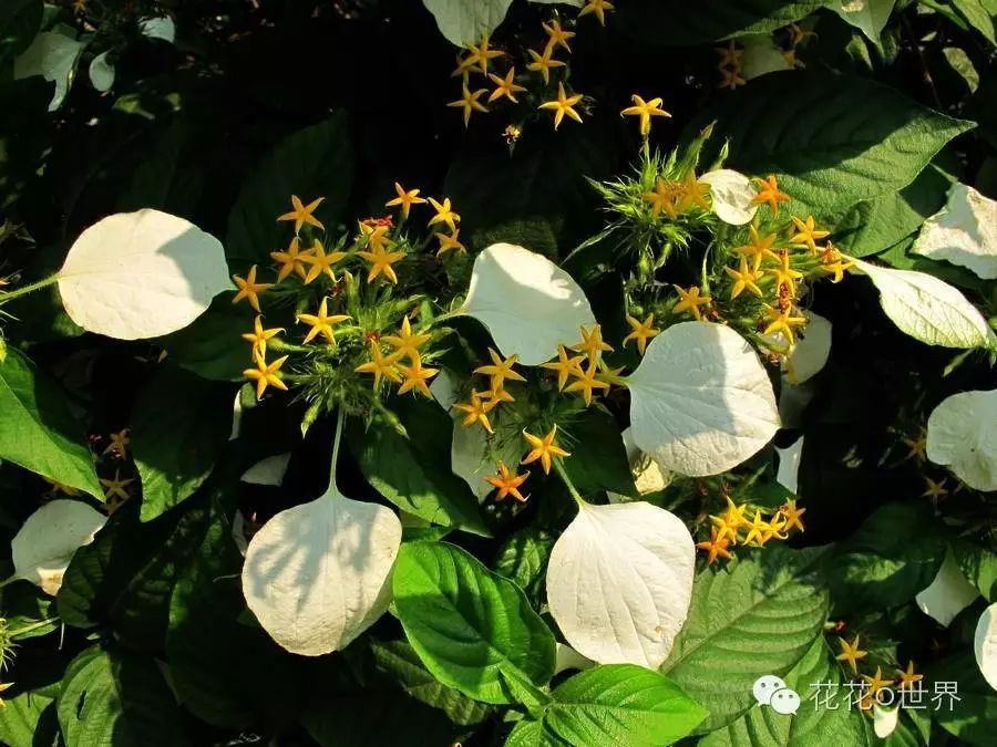 蝴蝶藤 - 玉叶金花