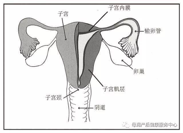 得了子宫脱垂有些女性会不得已通过手术的方式将子宫切除可是你知道