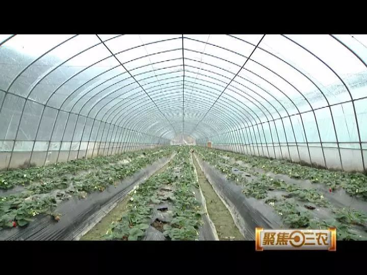 寒潮来袭 农技人员田头指导种植户开展冬季管理