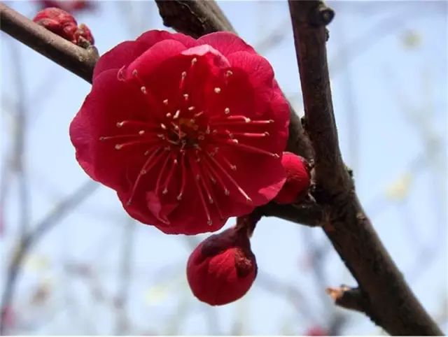 【发现深圳】深圳最美的梅花都在这!