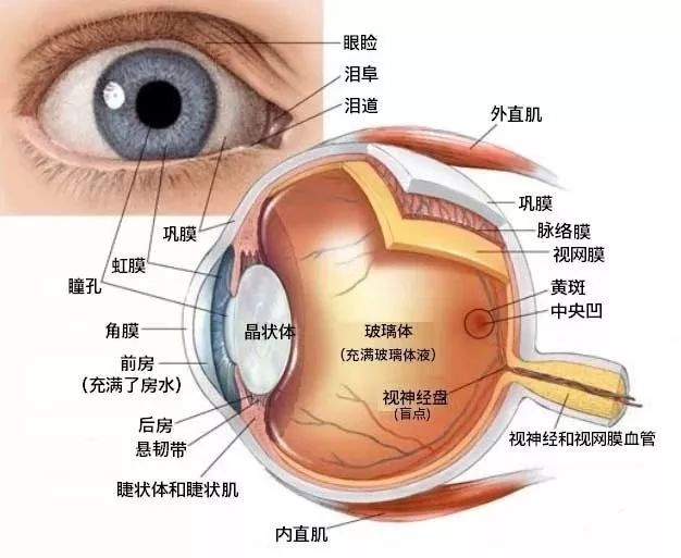 角膜的位置就在我们常说的黑眼球上,如果把我们的眼球壁分为五层