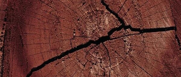 王蓉教授: 中国基础教育和高等教育发展策略严重断裂  ​