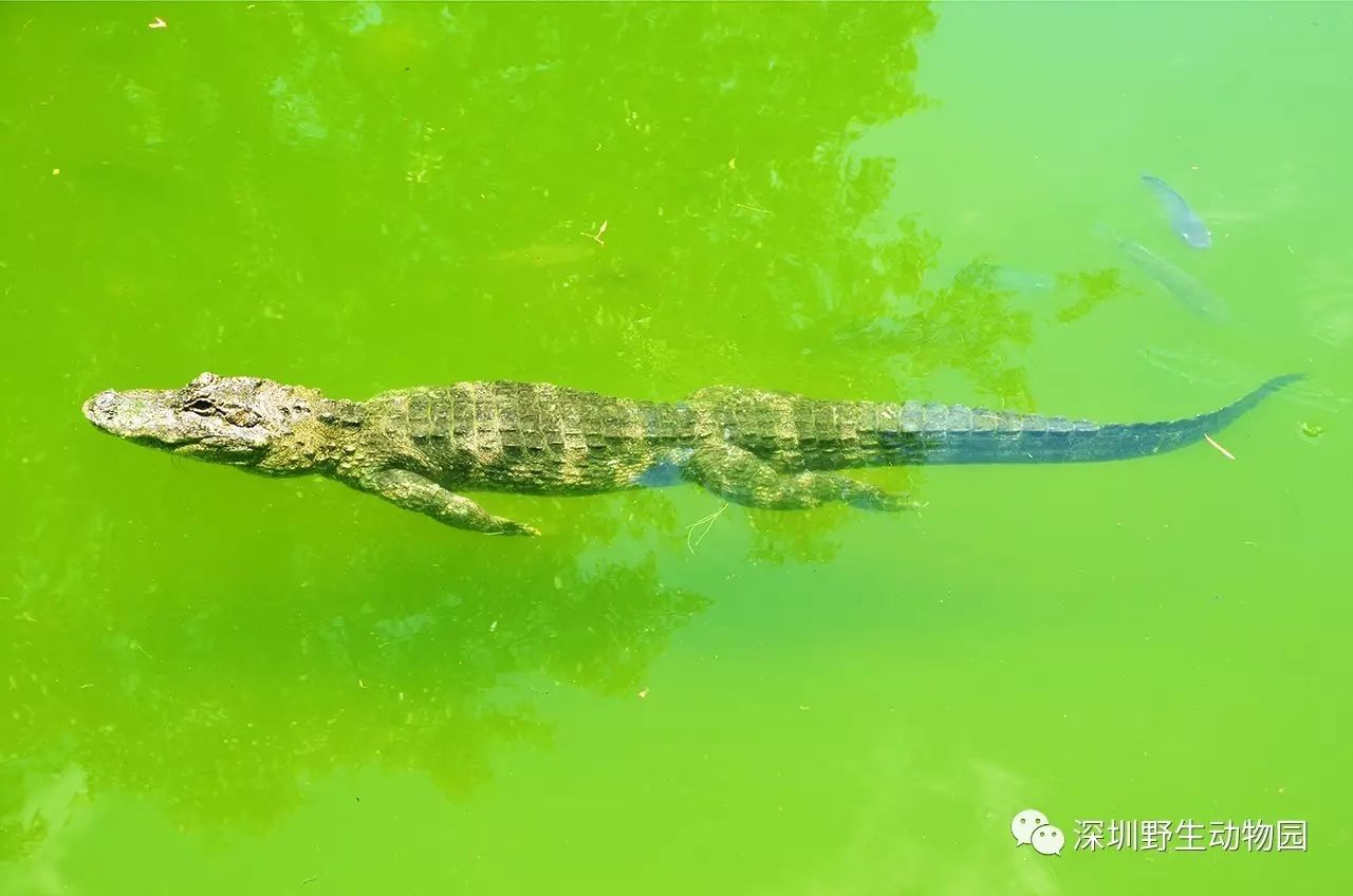 【冷知识】鳄鱼在水里前行居然不是游,而是