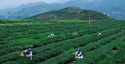 八马茶业是一家集茶园基地,生产加工,连锁,出口为一体的大型茶叶企业