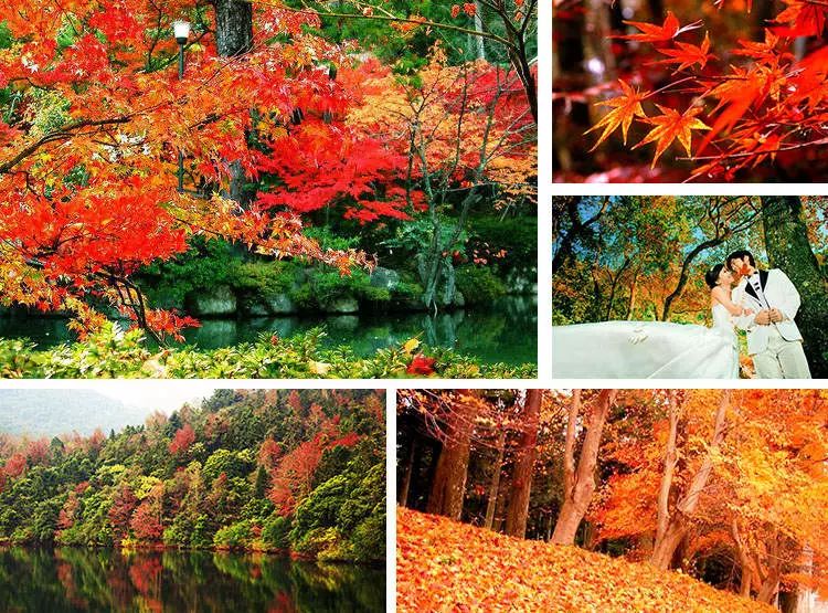 红枫湖水景红叶 这个季节红叶遍野,与绿叶相互映衬,红绿相间.