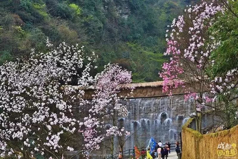 又是一年花开时!九皇山辛夷花海如约而至,美过十里桃林