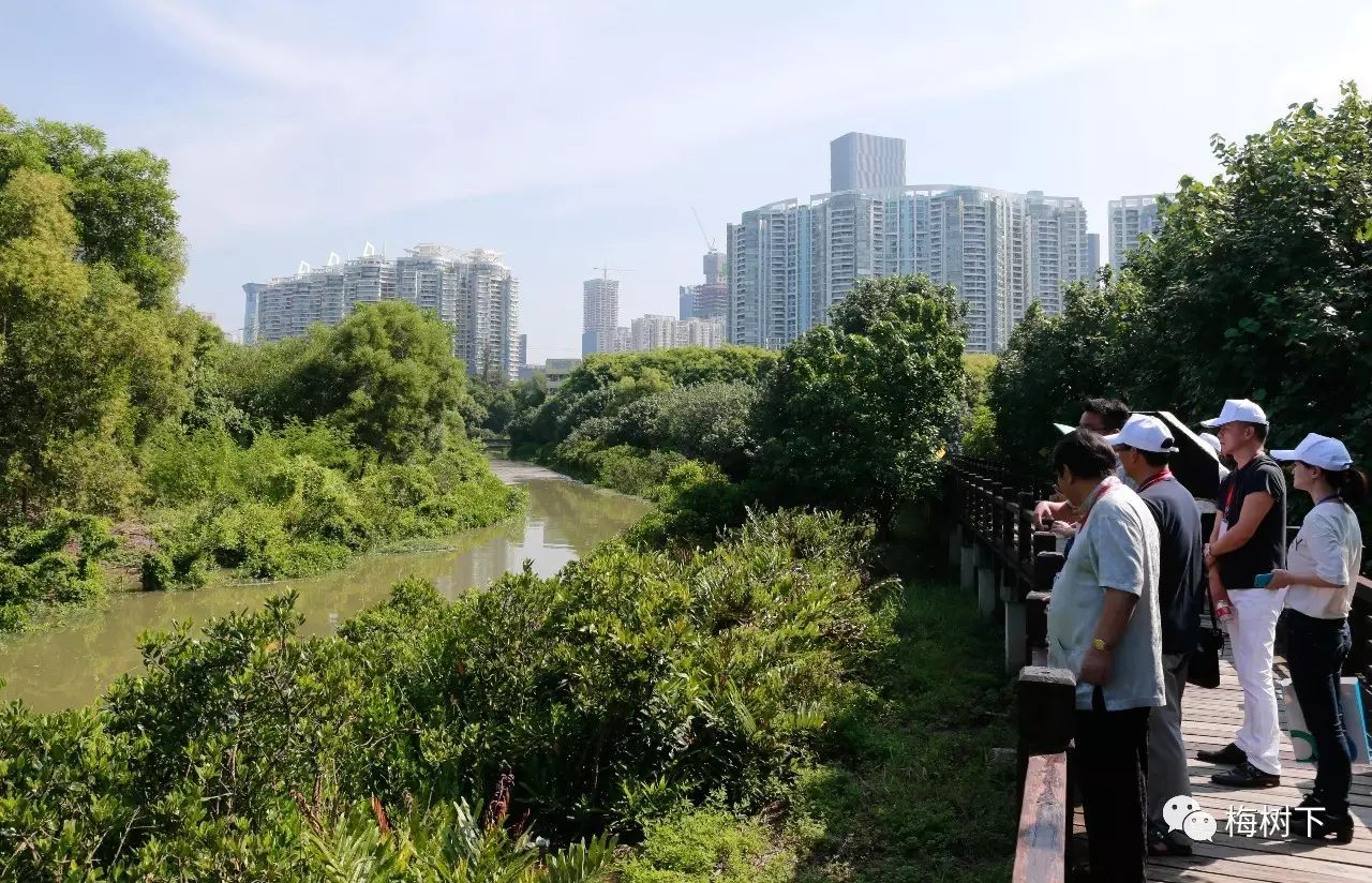 念奴娇 游福田红树林湿地公园