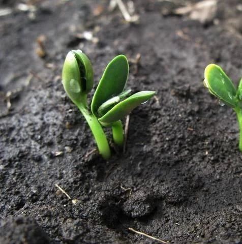 农民种植大豆的田间管理技术是关键 种植户轻松亩产600斤 种植活动 微信公众号文章阅读 Wemp