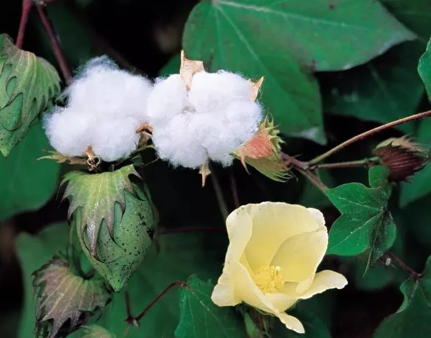 棉花是果实哦,是不是超神奇 其实仔细想想就跟木棉一个道理 先开花后