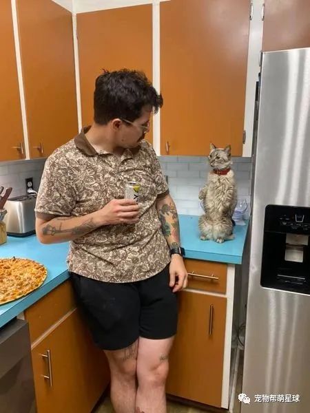 猫咪站在橱柜上看整碗蔬菜，竟露出超鄙夷表情：呕!奴才就让朕吃这个?