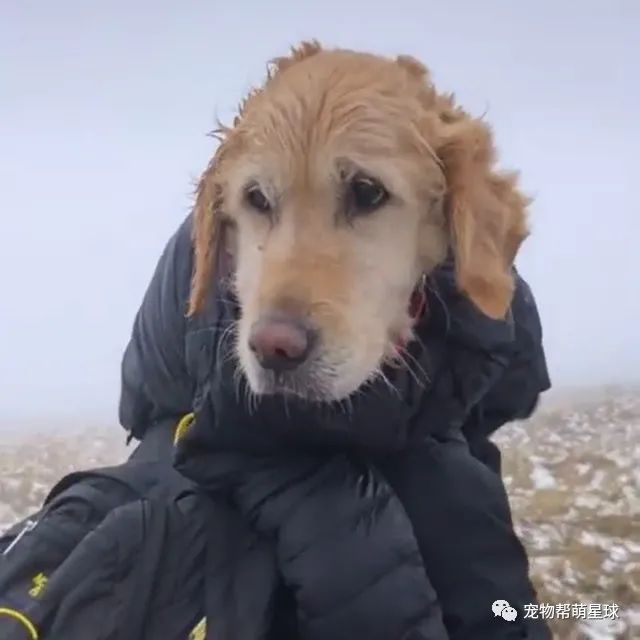 金毛在雪山意外失踪两周，暖心情侣用妙计带狗步行10公里为它找家!