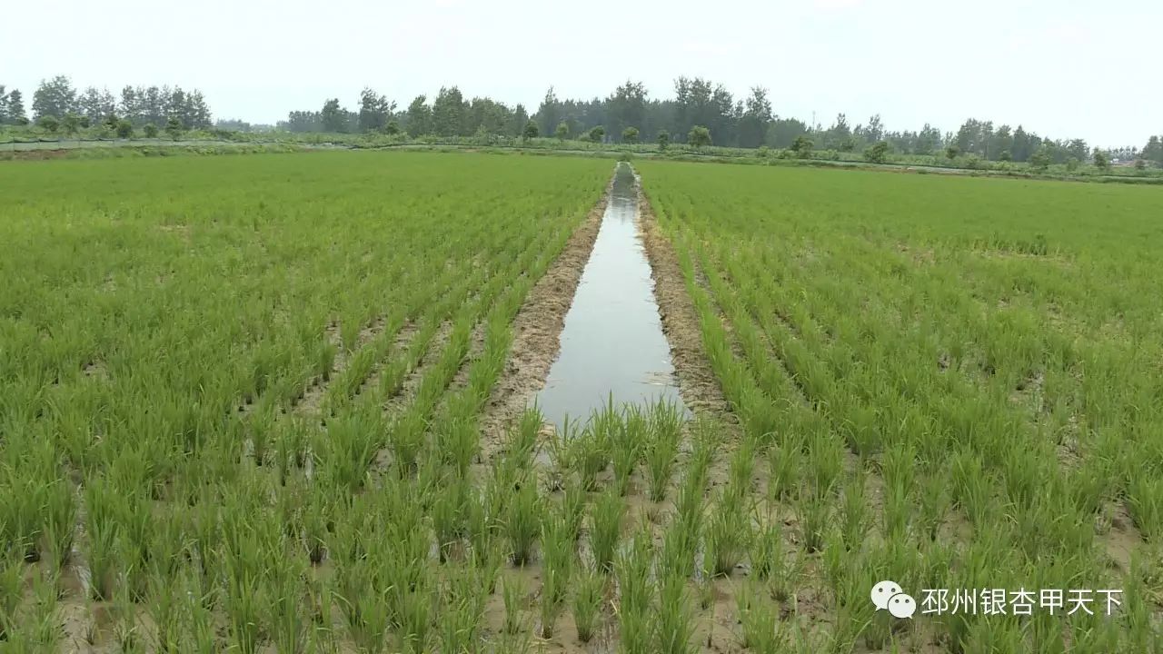 邳州稻田里又来了一群蟹,这回更有看头|成都水产捕捞联盟