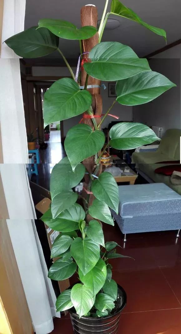 绿萝用绳子一绑,叶子大的吓人,蹭蹭蹭就爬满墙【上海绿植价格联盟】