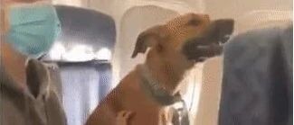 第一次坐飞机的狗狗，会是什么表情？恐怕你想不到哦…