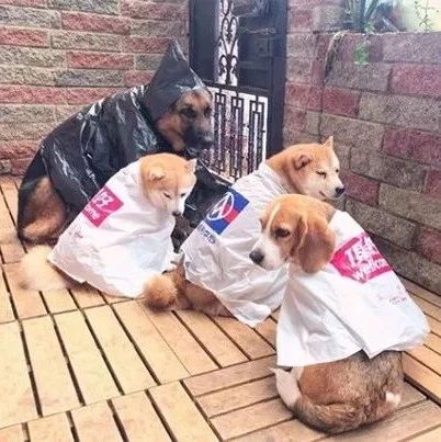主人用购物袋给4只狗做了雨衣，网友笑称：黑色那套最实用!