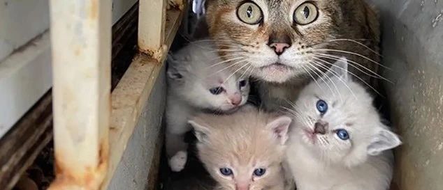 家中小孩偷偷照顾四只猫咪，小孩天真无邪的善良，如此让人感动！