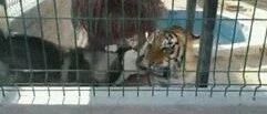 哈士奇翻入老虎园，没想到它还想吃老虎？饲养员都吓坏了！