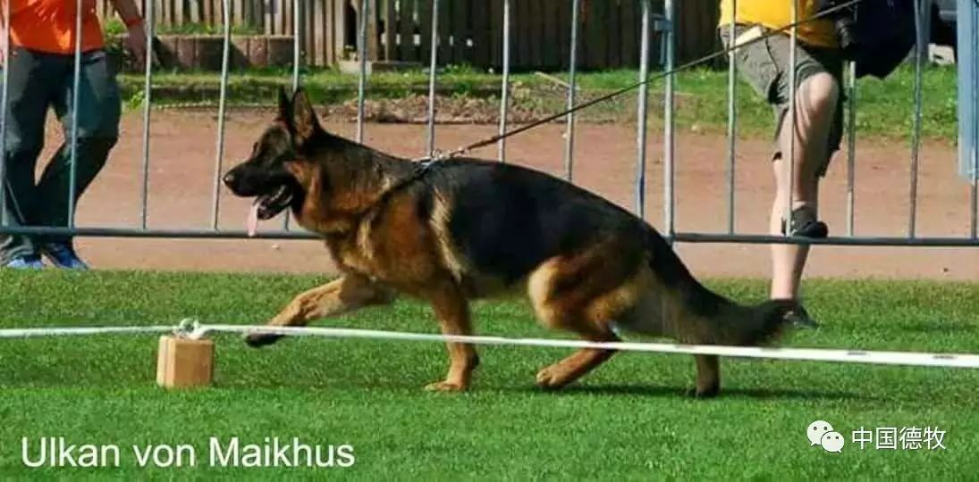 德国牧羊犬:德牧神遗传之—乌尔坎ulkan von maikhus