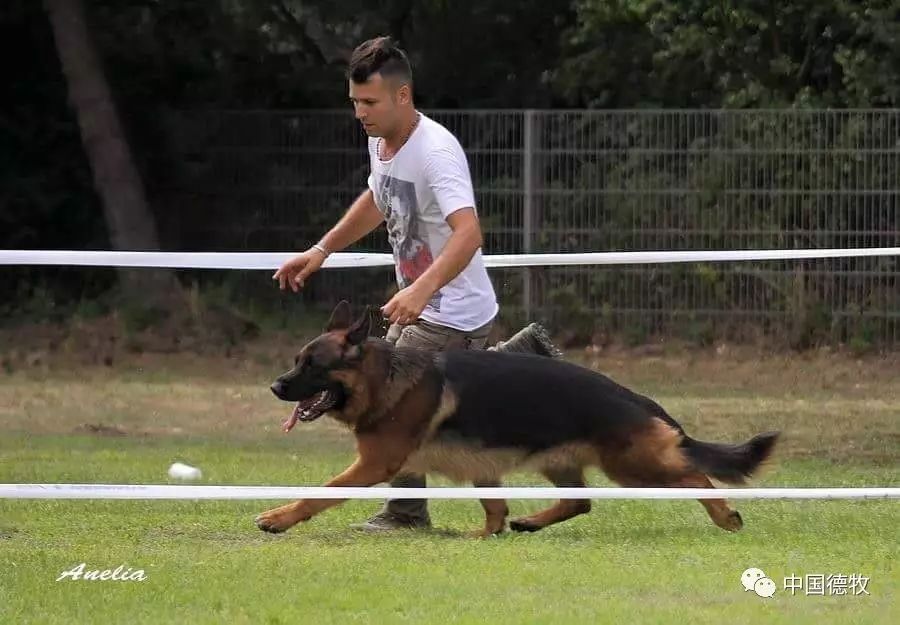德国牧羊犬:德牧神遗传之—乌尔坎ulkan von maikhus