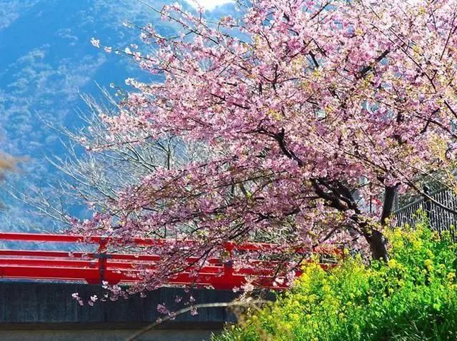 樱花祭 图赏绽放你的少女心【保定重金属开采联盟】