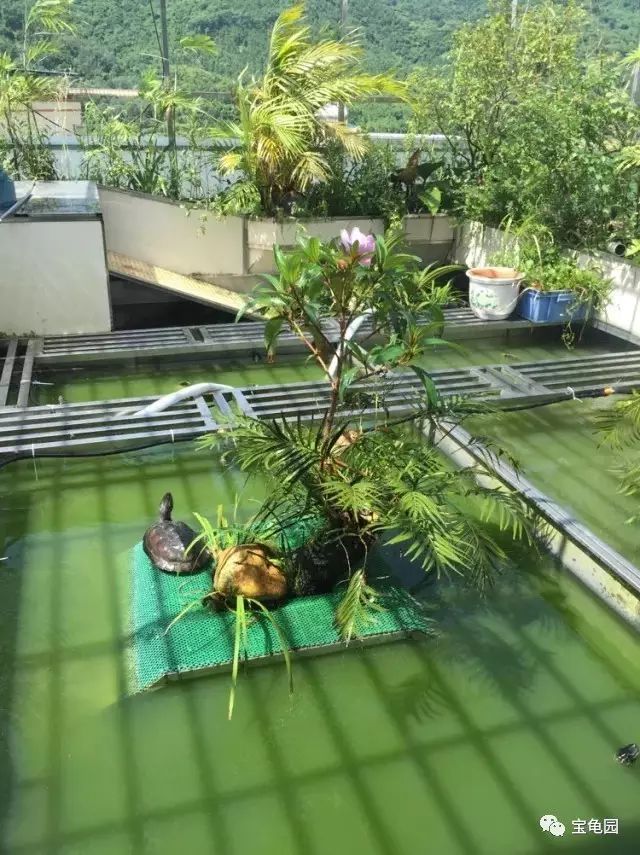 致富经养龟_养乌龟致富_养龟致富视频