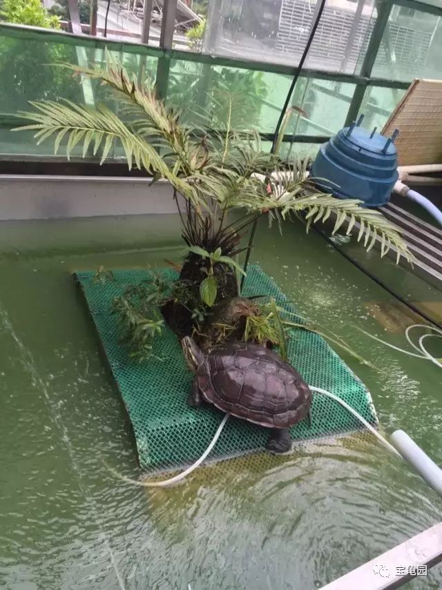 养龟致富视频_养乌龟致富_致富经养龟