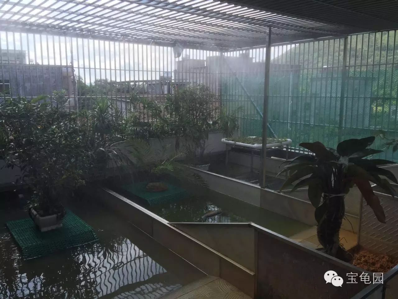 养龟致富视频_致富经养龟_养乌龟致富
