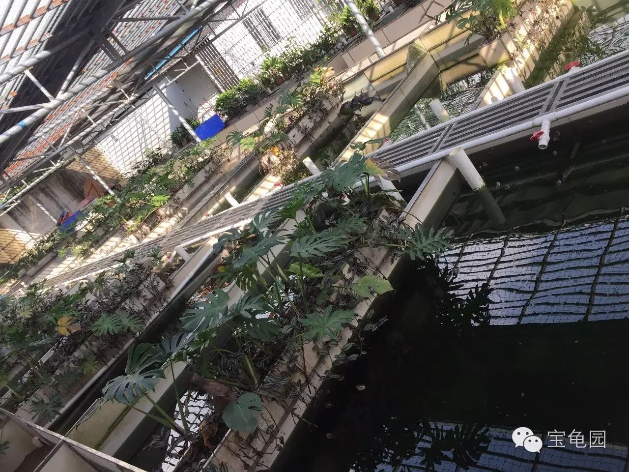 养龟致富视频_致富经养龟_养乌龟致富