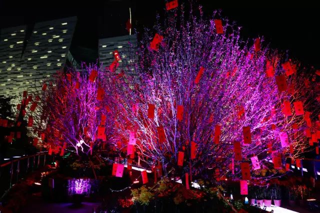 广州迎春花市_2021年广州市迎春花市_广州的迎春花有什么特点